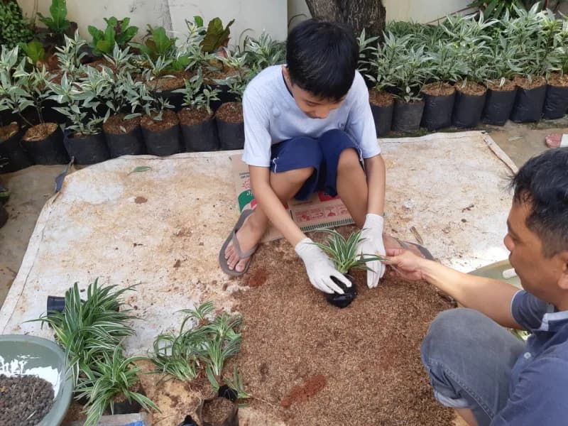 Siswa bersarung tangan menanam tanaman hias dibimbing pendamping